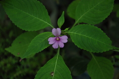 Impatiens dasysperma